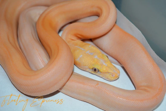 Purple GC OGS Reticulated Python by SCConstrictors