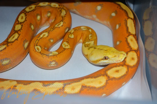 OG OGS Het White Reticulated Python by SCConstrictors