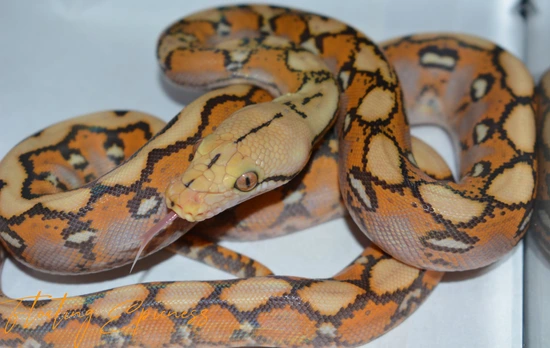 Caramel HOGS Reticulated Python by SCConstrictors