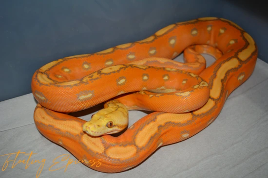 OG OGS Reticulated Python by SCConstrictors
