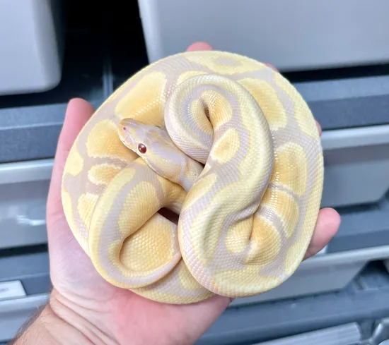 Candy Ball Python by Planet Python
