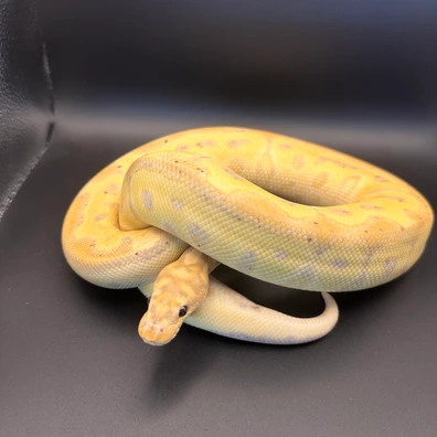 Banana Clown Het Hypo FM Ball Python - male for sale from Scosa's Pythons