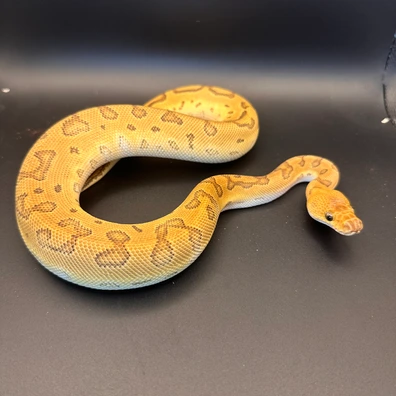 Mojave Vanilla Or Fire Pinstripe Clown Ball Python - male for sale from Scosa's Pythons