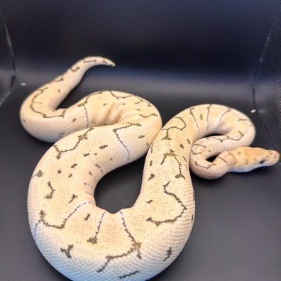 Pinstripe Desert Ghost Clown Ball Python - male for sale from Scosa's Pythons
