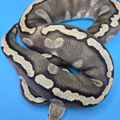 Proven GHI Phantom Pastel Het Clown