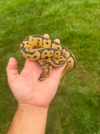 Clown (Dinker) Ball Python by Tidal Wave Morphs