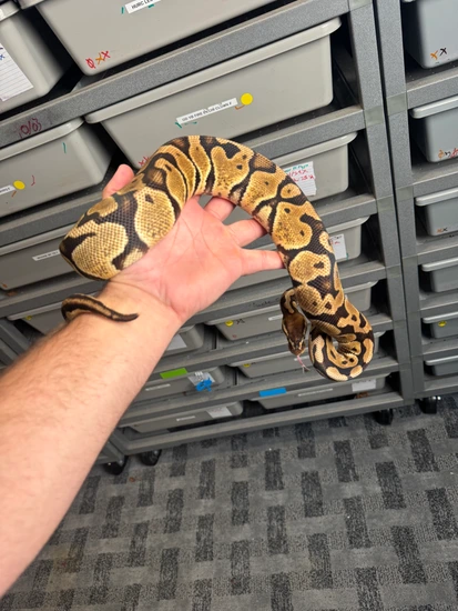 Pastel Het Sunset Ball Python by Tidal Wave Morphs