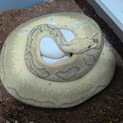 Super Pastel Super Vanilla Clown