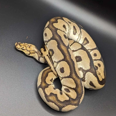 Pair - Killer Super Vanilla And Spotnose Clown