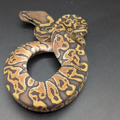Hurricane Hypo Ball Python - female for sale from SD Imperial Pythons