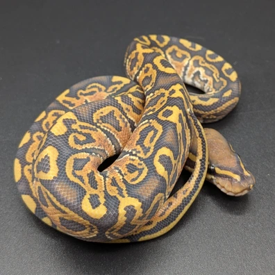 Hurricane Hypo Ball Python - male for sale from SD Imperial Pythons