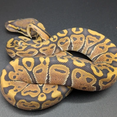 Cinnamon Hurricane Hypo Ball Python - male for sale from SD Imperial Pythons