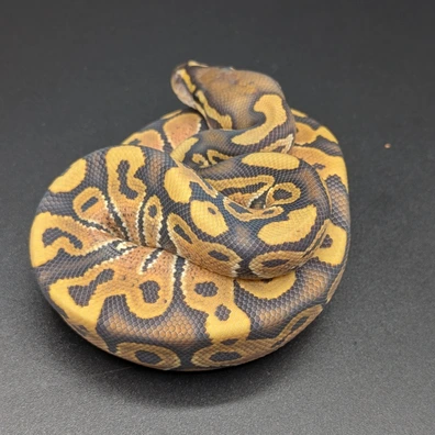 Hurricane Hypo Ball Python - male for sale from SD Imperial Pythons
