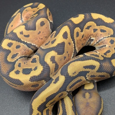 Cinnamon Hurricane Hypo Ball Python - male for sale from SD Imperial Pythons