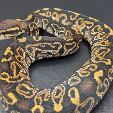 Super Hurricane (Hayabusa) Het Hypo Ball Python - male for sale from SD Imperial Pythons
