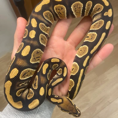 Stranger Het Clown Ball Python - female for sale from Italian Made Exotics