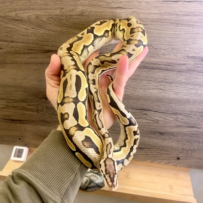 Pastel Special Puzzle Ball Python - male for sale from Italian Made Exotics