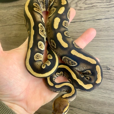 Stranger (YB) Het Clown Ball Python - female for sale from Italian Made Exotics