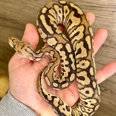 Black Pastel Red Stripe Spotnose Clown Ball Python - male for sale from Italian Made Exotics