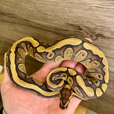 Red Stripe Yellow Belly Het Clown Ball Python - female for sale from Italian Made Exotics