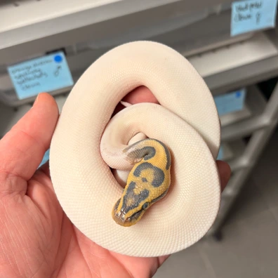Hypo Piebald Pastel Orange Dream Leopard
