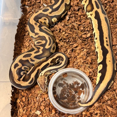 Pastel Leopard Dh Piebald Hypo