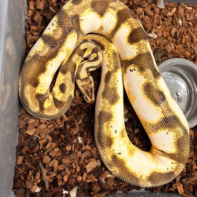 Calico Pastel Enchi 100% Het Desert Ghost