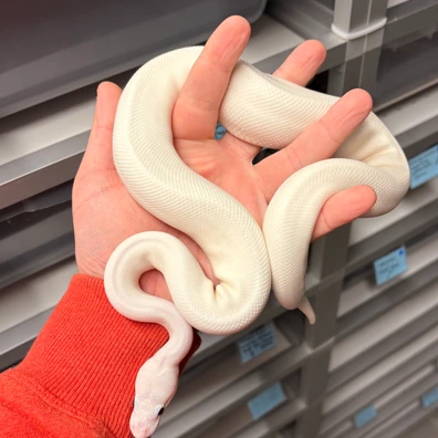 Ivory Orange Dream Mojave