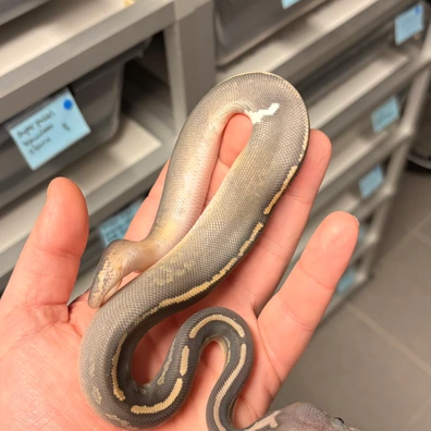 Confusion Mojave Ivory Hypo Ball Python - female for sale from Kas Reptiles