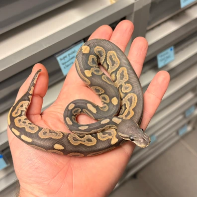 Confusion Mojave Hypo Ball Python - female for sale from Kas Reptiles