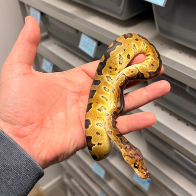 Special Leopard Clown Ball Python - female for sale from Kas Reptiles