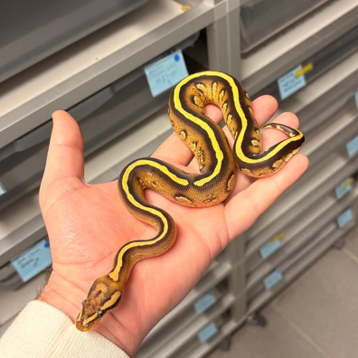 Stranger Fire Yellow Belly 100% Het Clown Ball Python - male for sale from Kas Reptiles