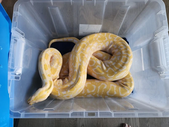 Axel The Burm Burmese Python by Second-Hand Serpents Reptile Rescue