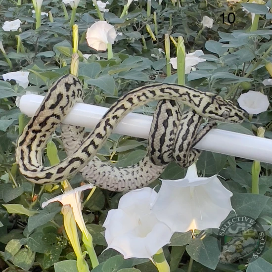 Zebra Diamond Python Diamond Zebra Jag Other Carpet Python by Selective Scales
