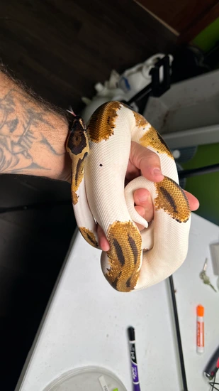 OD YB Piebald Ball Python by Semper_Fidelis_Exotics