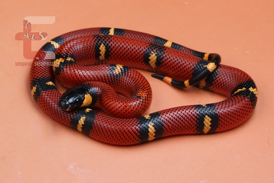 Aberrant Het Patternless Yucatan Milksnake! Blanchard's Milk Snake by ...