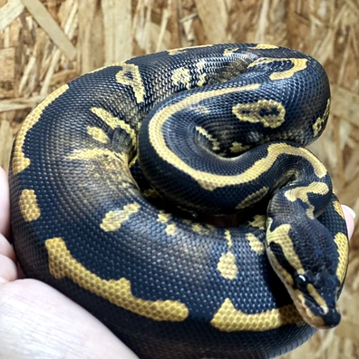 Wookie Gravel Het Pied Het Clown Ball Python - male for sale from Silvas Python