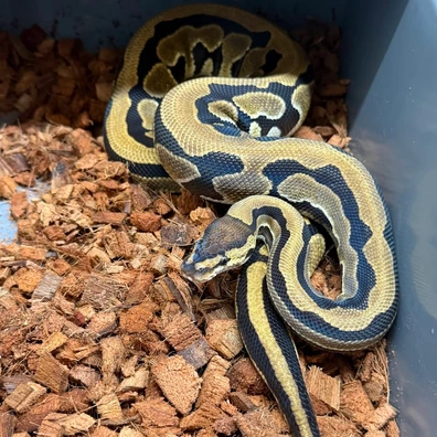 Puzzel Ball Python - male for sale from Silvas Python