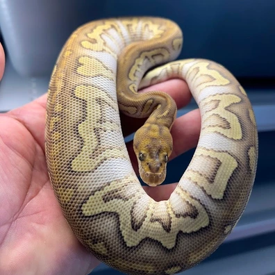 Stranger Lesser Clown Ball Python - male for sale from Silvas Python