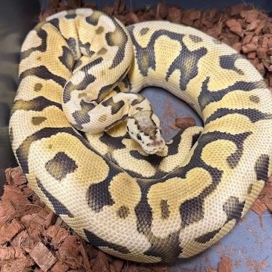 Fire Blade Puzzel Ball Python - female for sale from Silvas Python