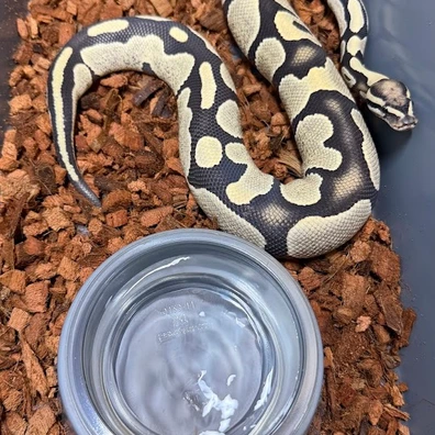 Desert Ghost Het Pied Ball Python - male for sale from Silvas Python