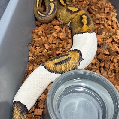 Pied Het Ultramel Ball Python - female for sale from Silvas Python