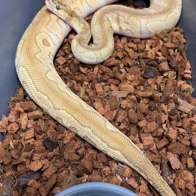 Clown Lesser Het DG Ball Python - female for sale from Silvas Python