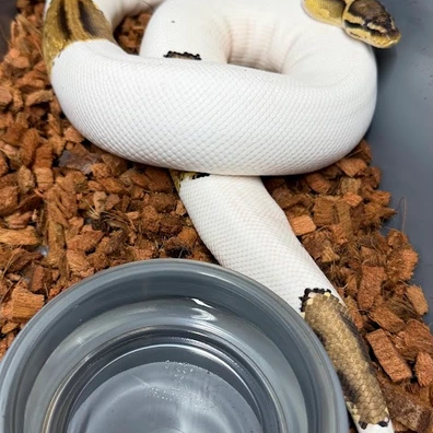 Pastel Yellow Belly Pied Ball Python - female for sale from Silvas Python