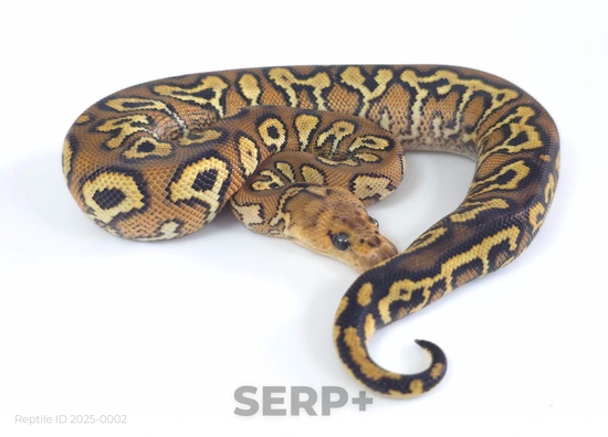 Pompeii Python Pompeii Ball Python by SERP PLUS