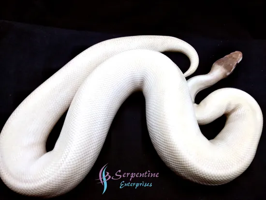 Super Mojave Ball Python by Serpentine Enterprises