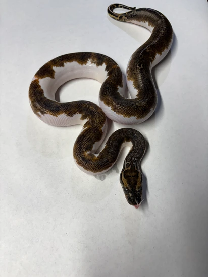 Piebald Burmese Python by Serpents By Design LLC