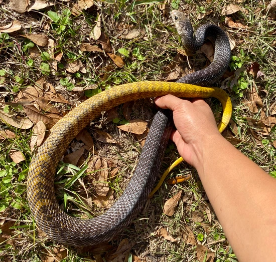 Cribo Snake Drymarchon Corais (Yellow-tailed Cribo) Cribo & Indigo Snakes by ...