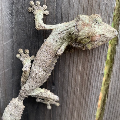 未開封品 OZWRT Agave Leaf Tailed Gecko 17cm 美品】OZWRT Agave Leaf Tailed Gecko 17cm