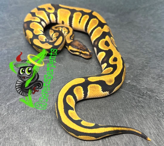 Super OD Cryptic Or Crypton 50% Het DG Ball Python by Sevens Serpents